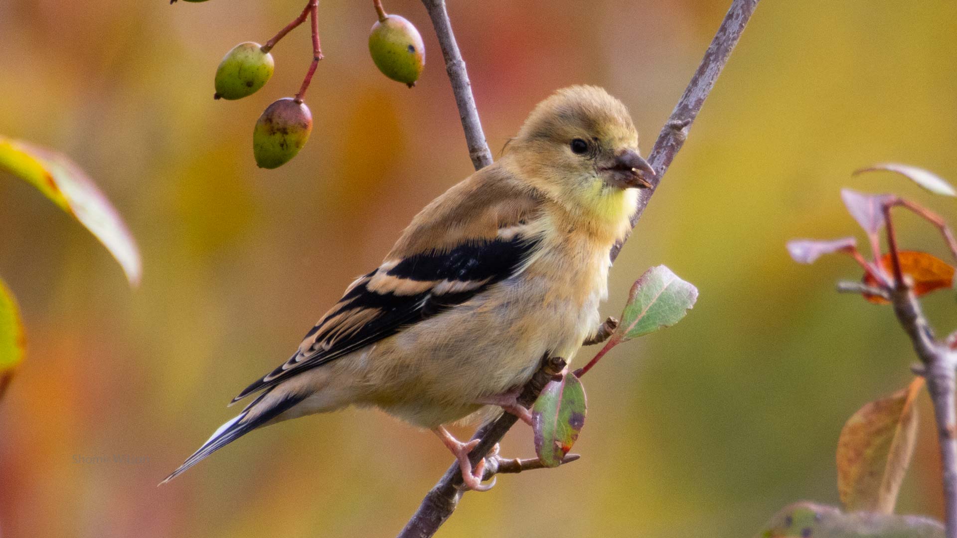 yellow, brown, and black bird on a twig with green berries