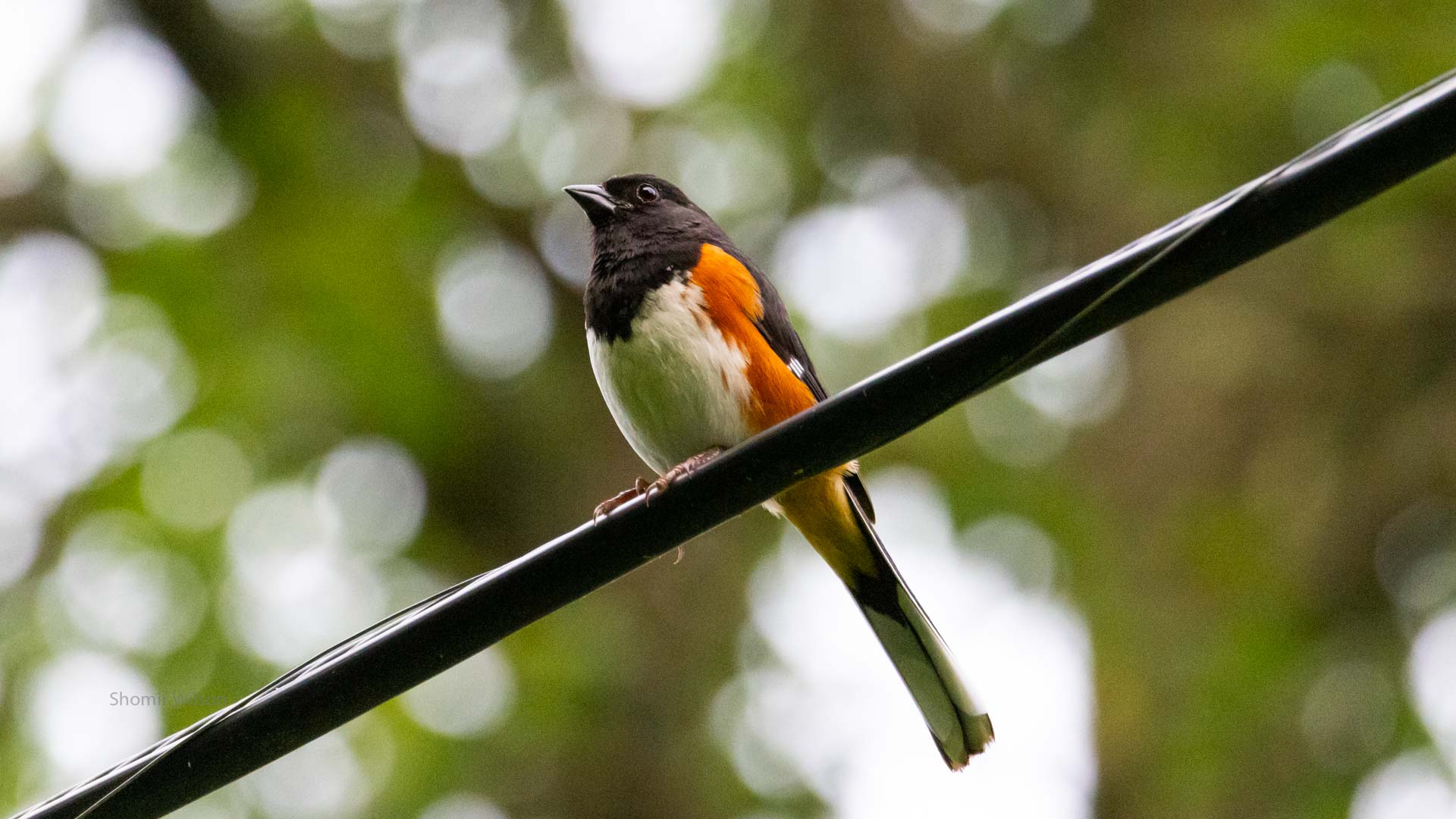 black, yellow, and burnt orange bird on utility wire with trees bokeh'd behind it