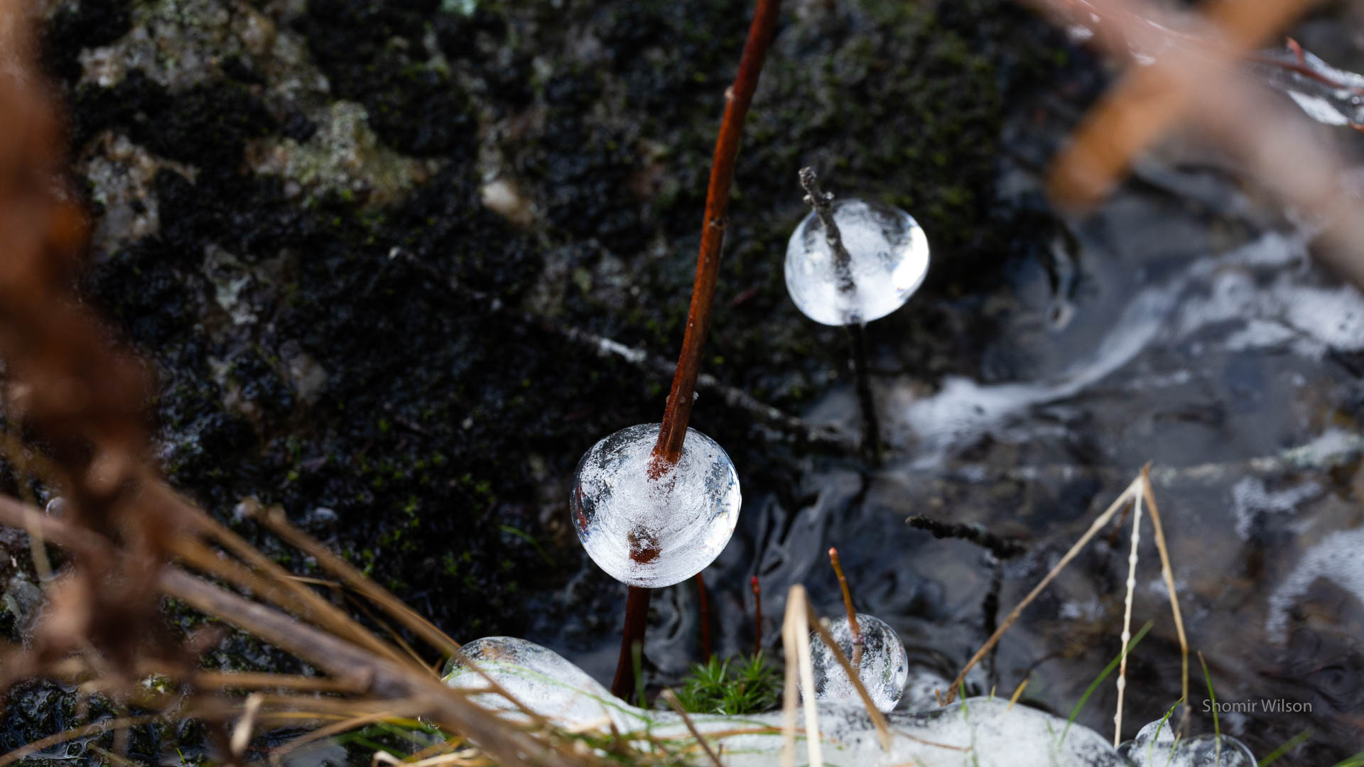 ice spheres attached to twigs