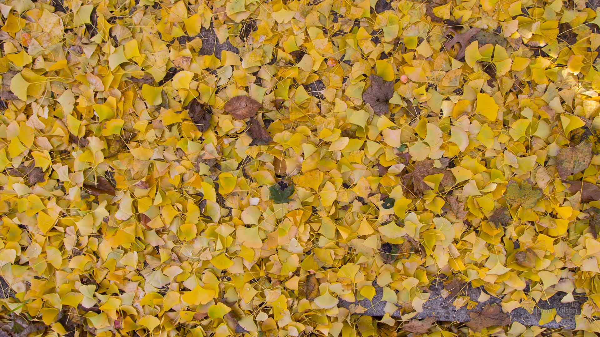 yellow ginkgo leaves on the ground