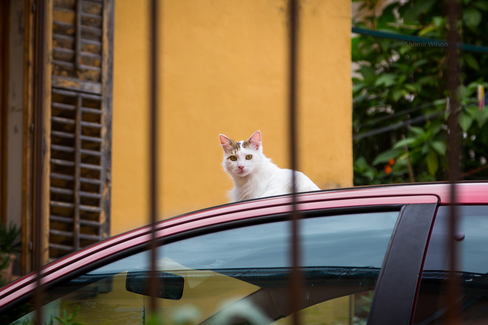 Cat sitting on top of a car