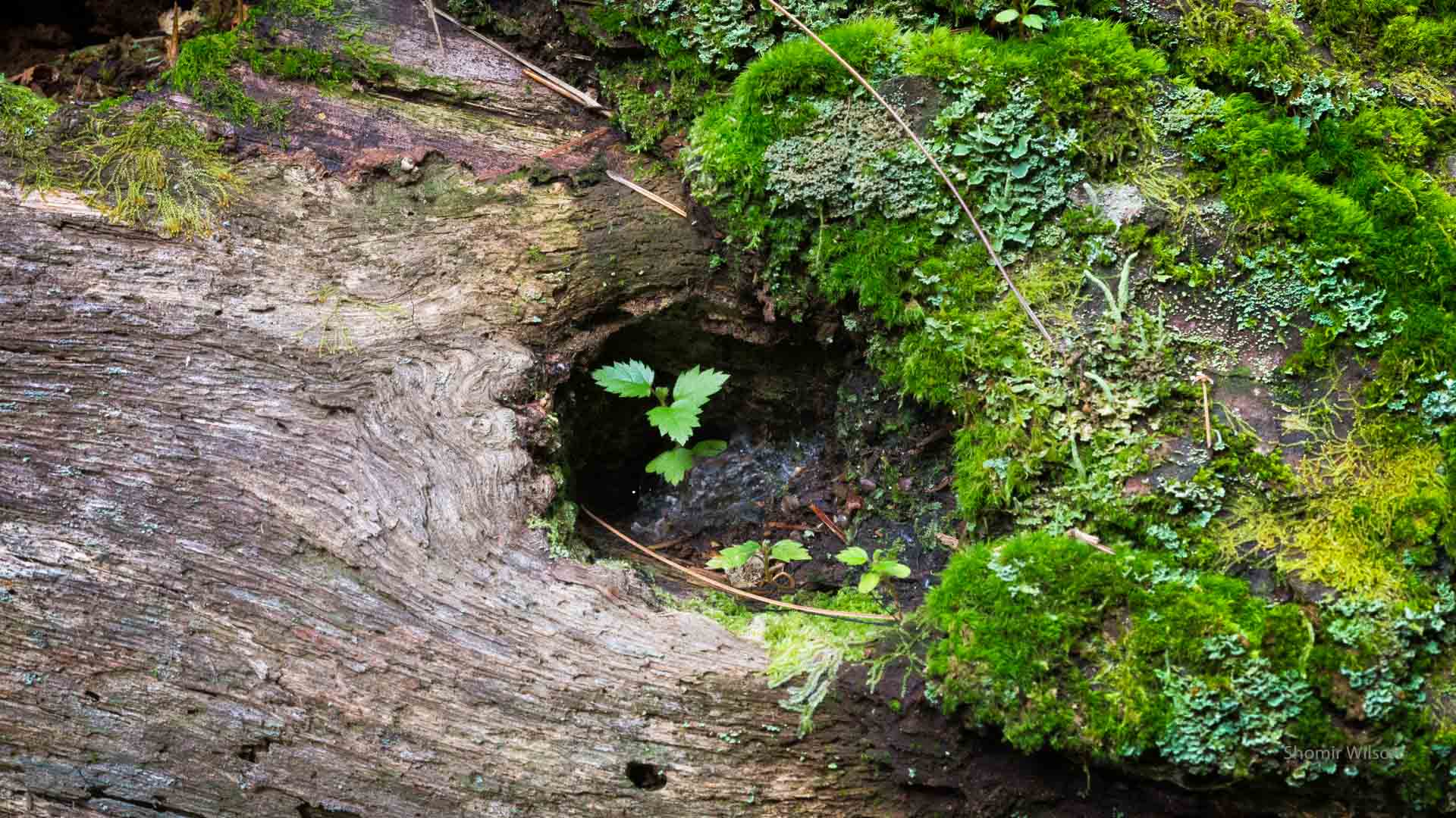 small plants and moss growing on a tree trunk