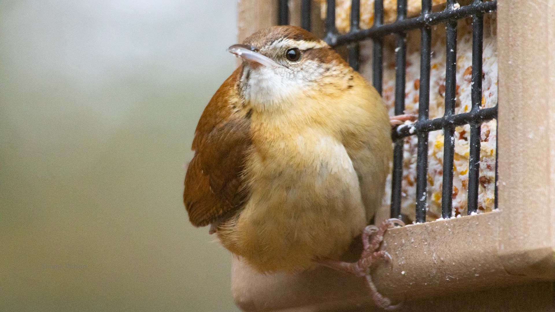brown, burnt yellow, and white bird on the side of a suet feeder