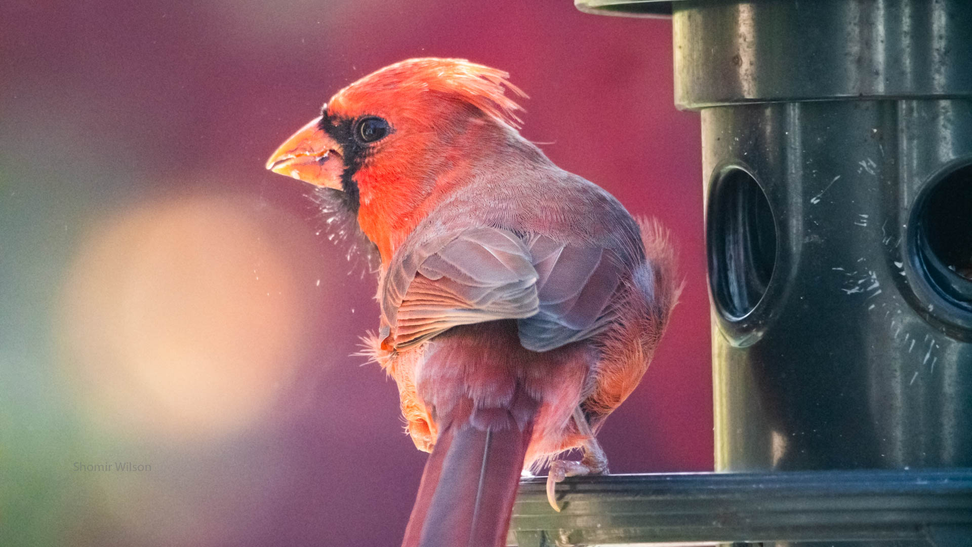 bright red bird on a birdfeeder with indistinct red, orange, and green bokeh behind it