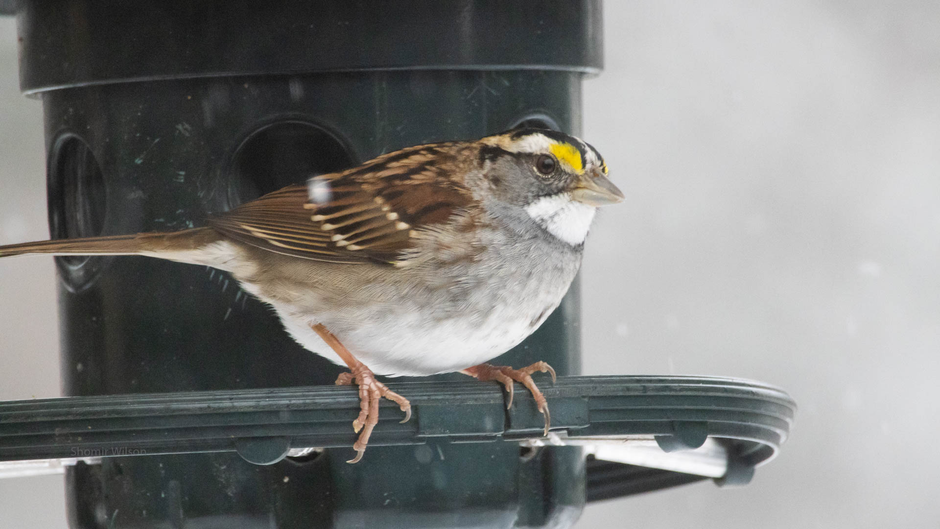 brown, black, white, and yellow bird on a bird feeder