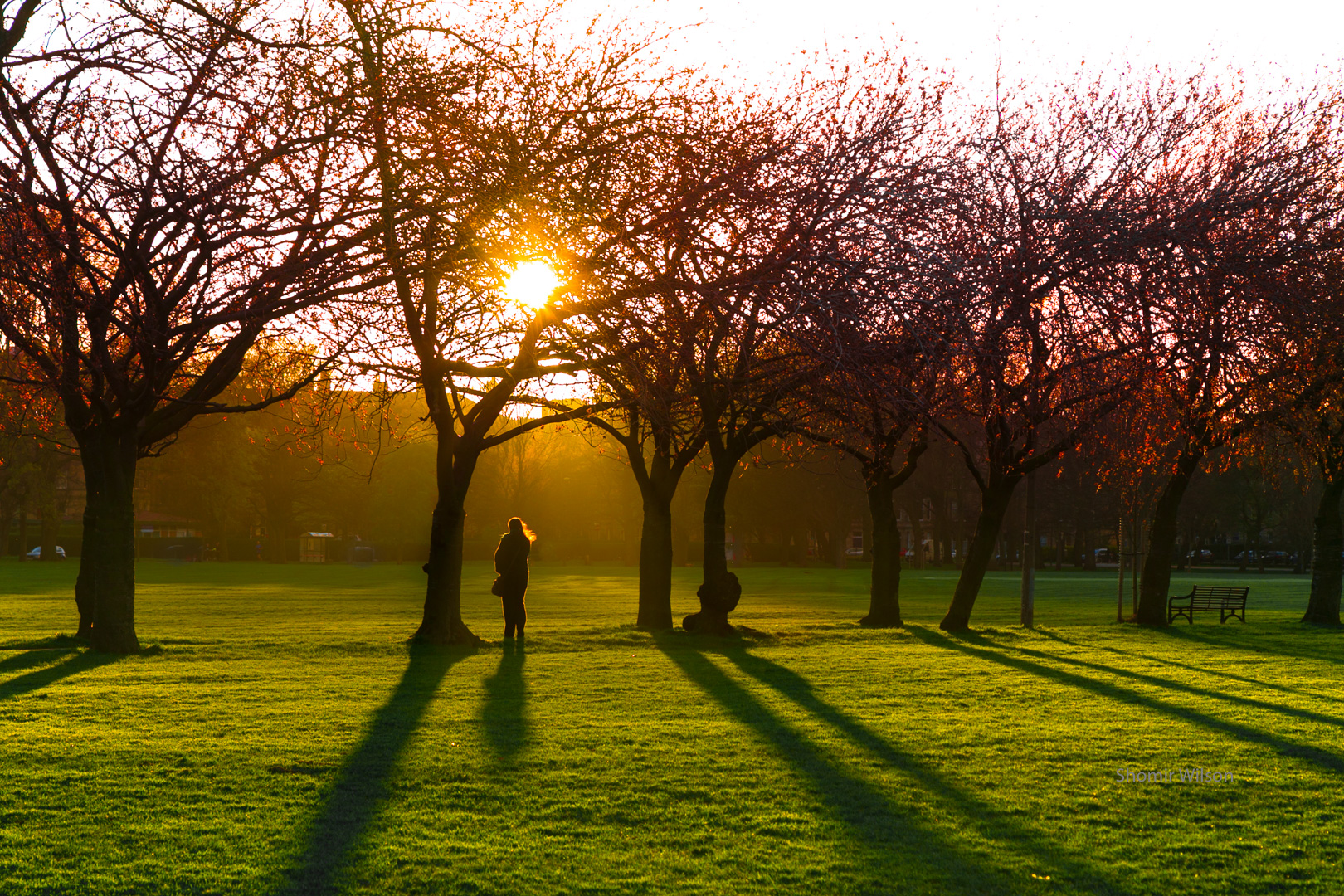 Woman standing among trees on a grassy field