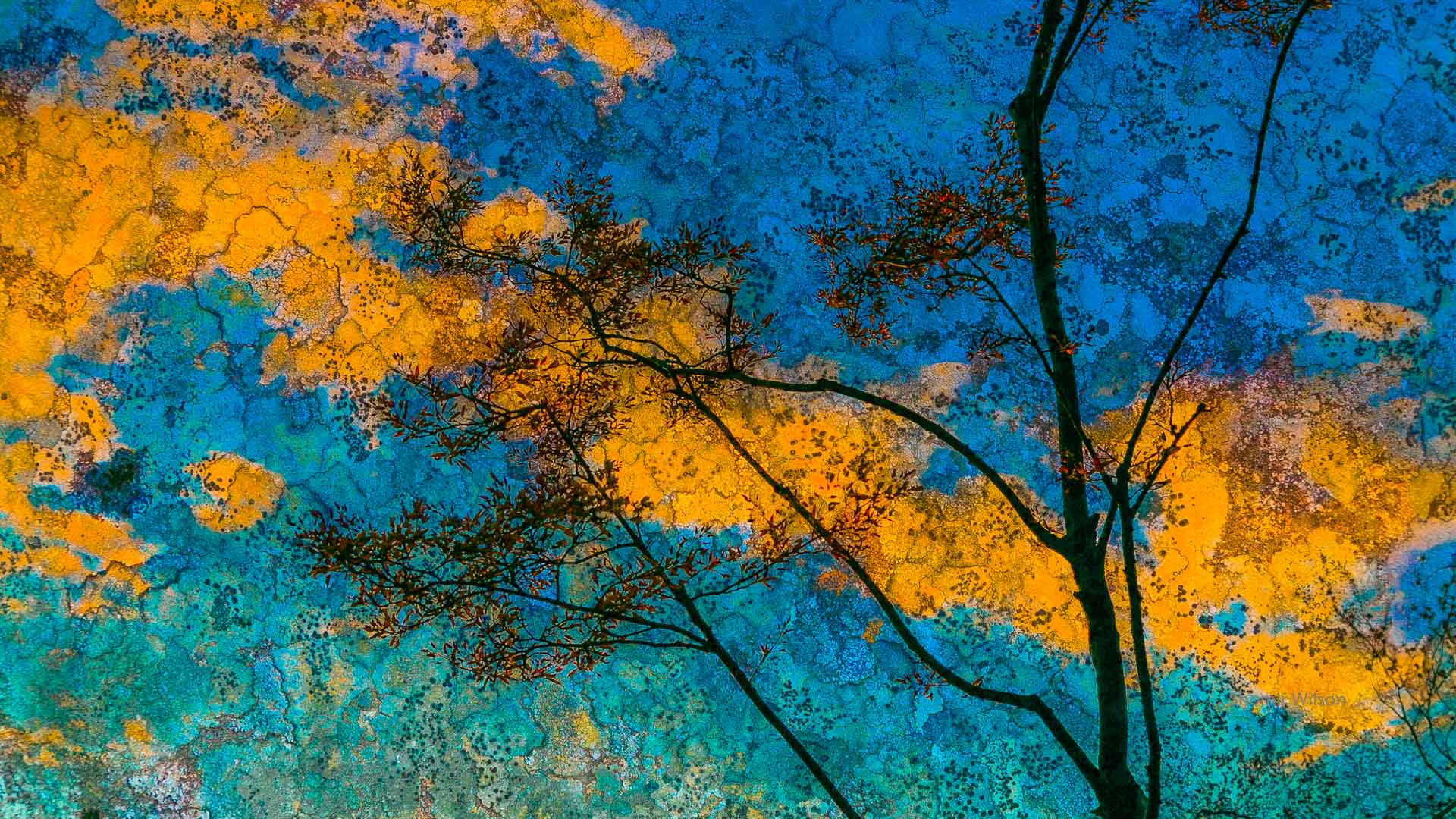 Tree branch and red flower buds against a peeling texture sky of blue with gold clouds