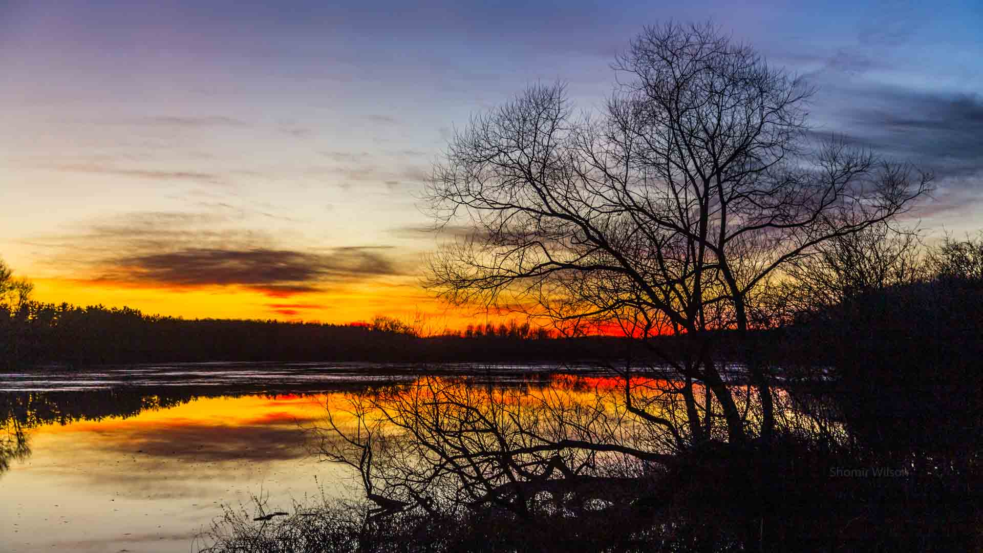 tree silhouette and sunset over a lake