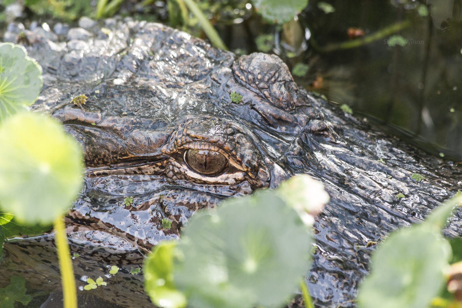 Close-up of an alligator's eye as it swims by in a swamp