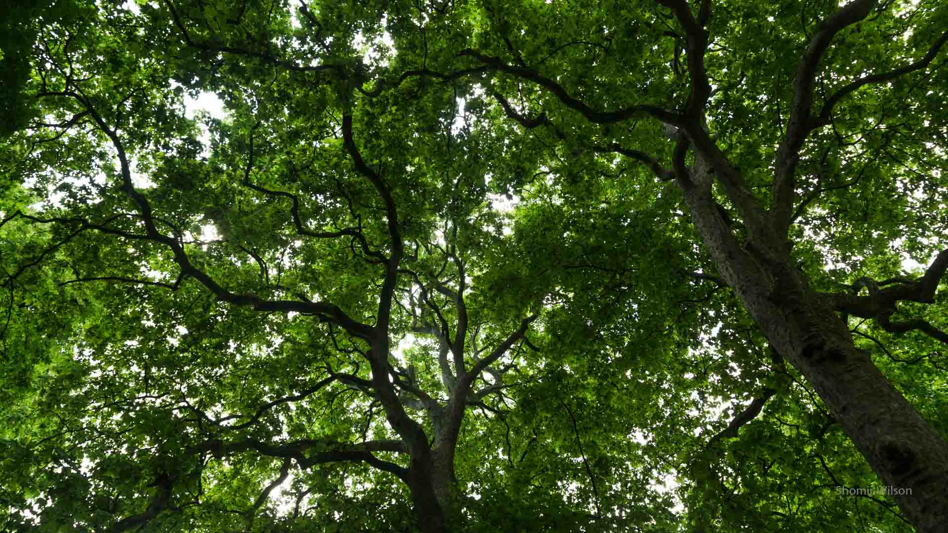 tree canopy