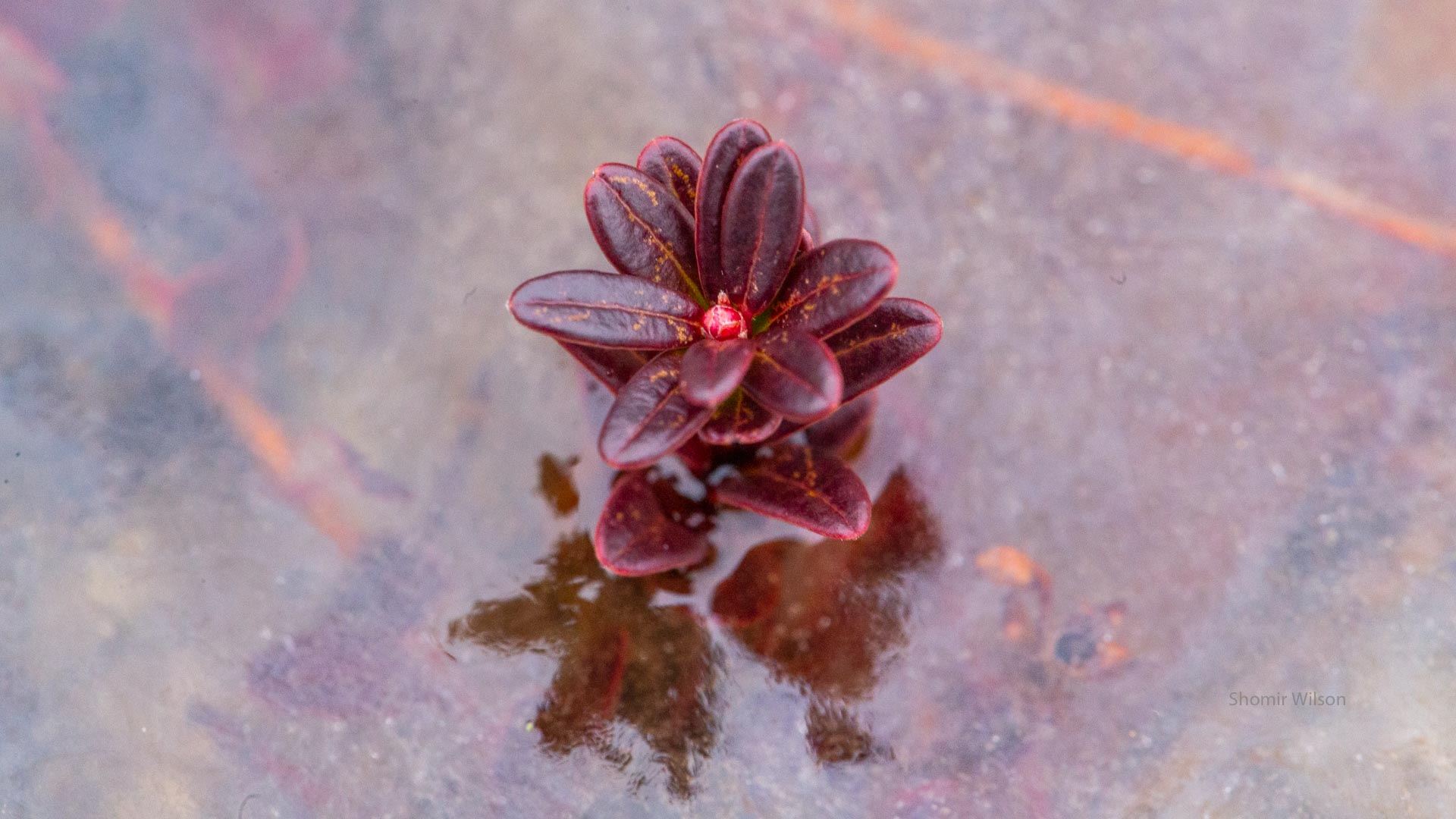 Small red plant surrounded by ice in a bog