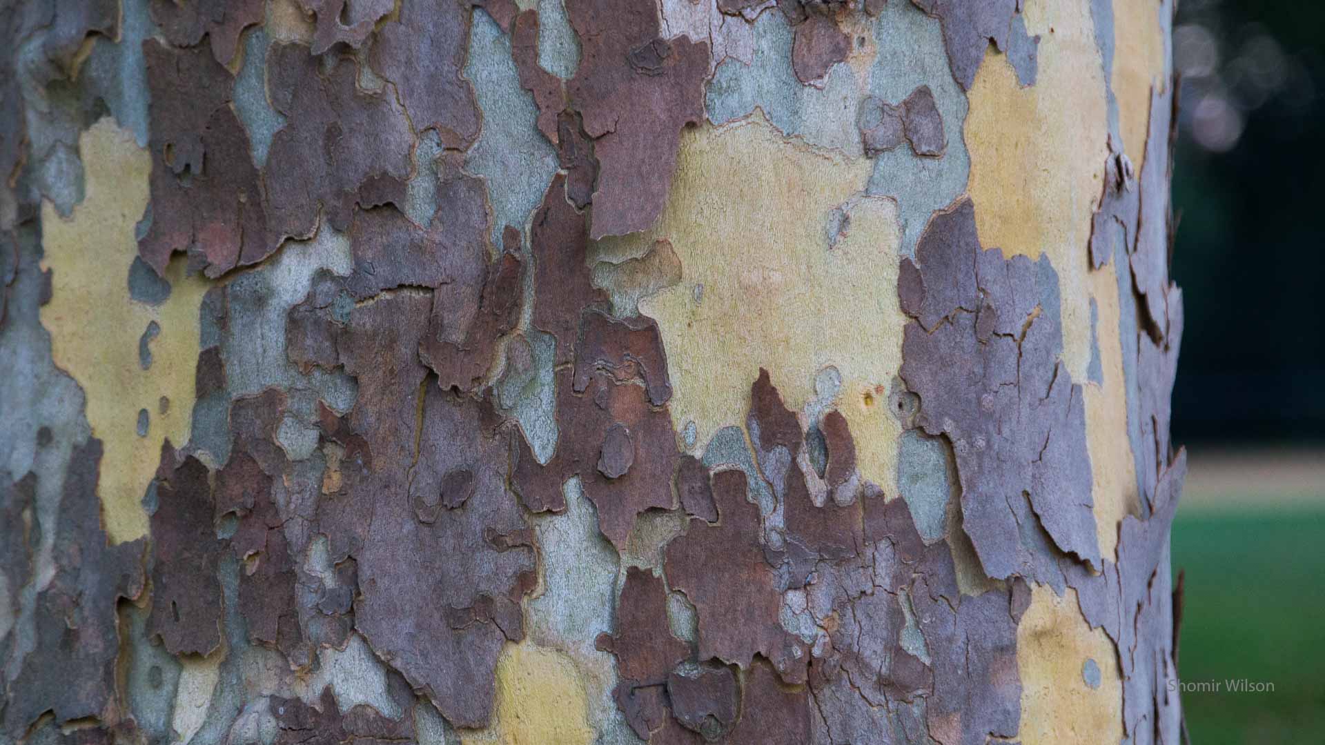 variegated tree bark