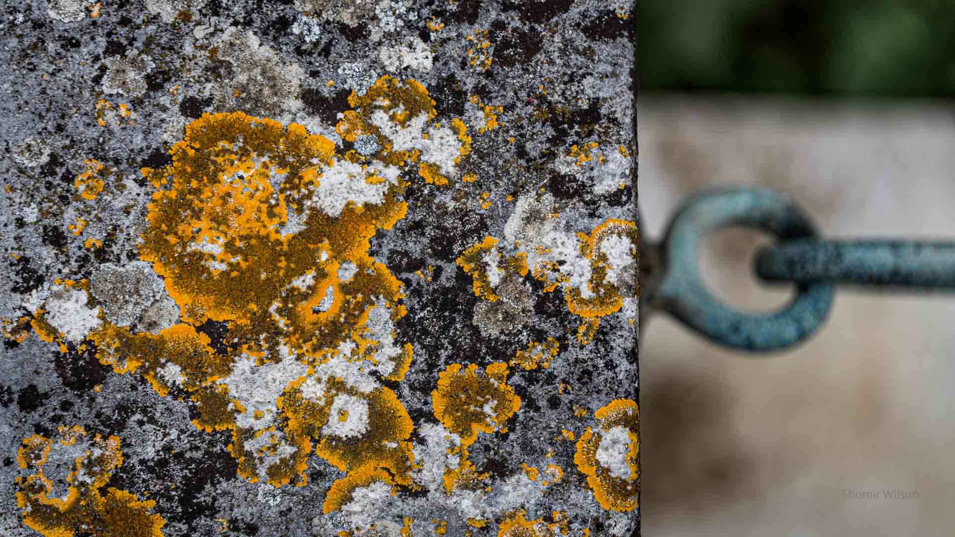 lichen on the square top of a concrete post