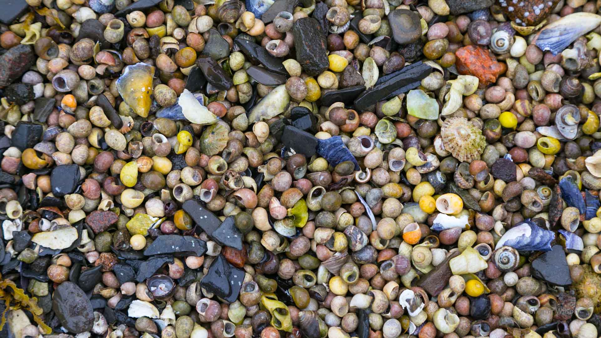 small colorful seashells