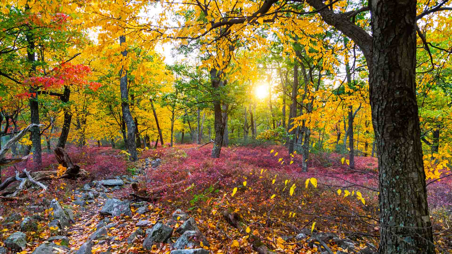 in a forest, green, yellow, and red leaves with red bushes below