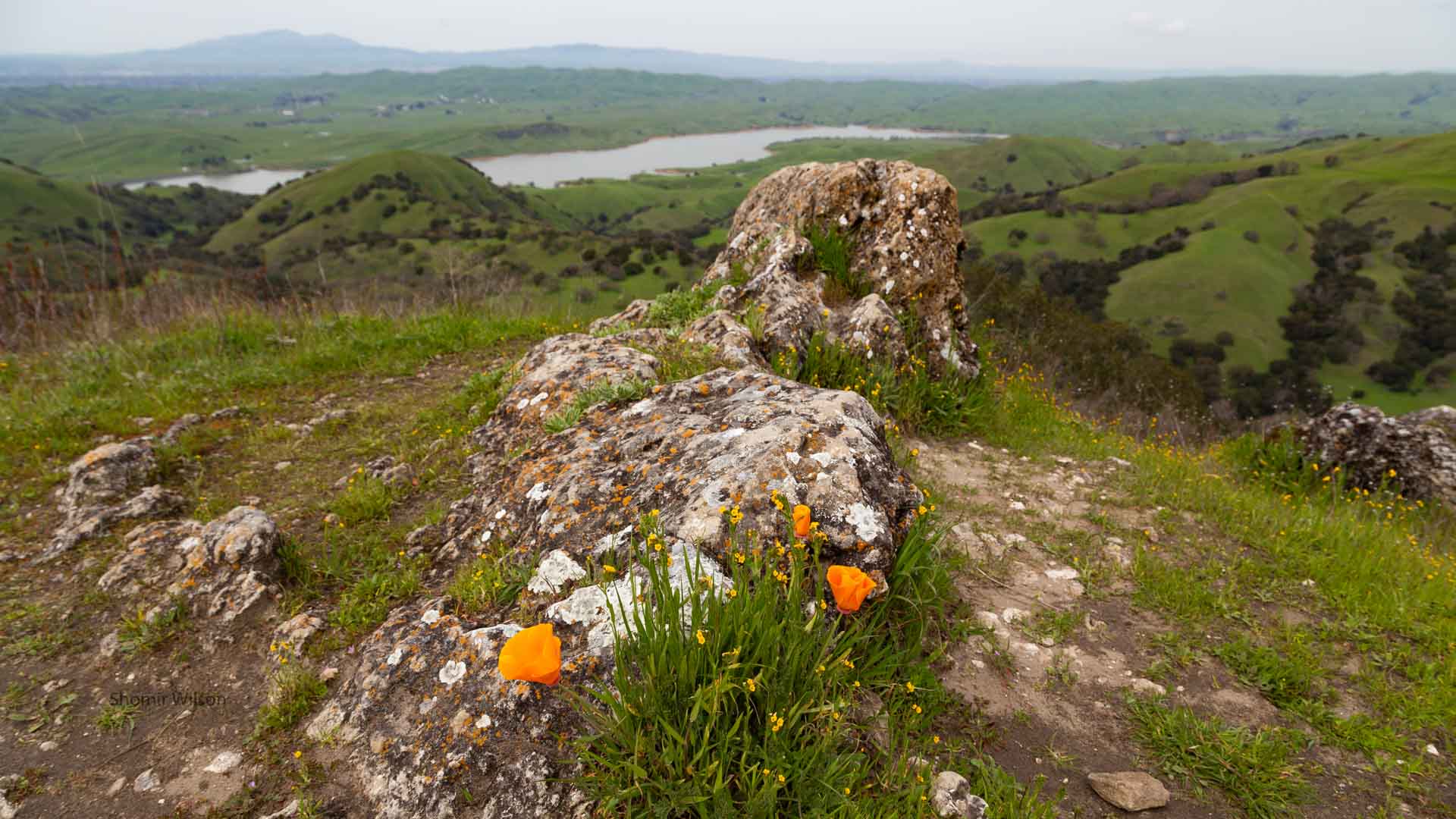 in the foreground, orange poppies around a lichen-covered stone on a hilltop; in the background, below, green rolling hills dotted with trees