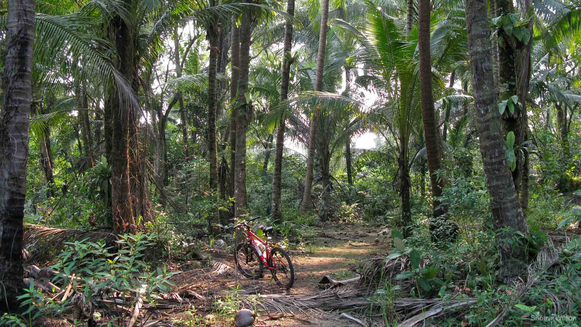 A red bicycle in a palm forest