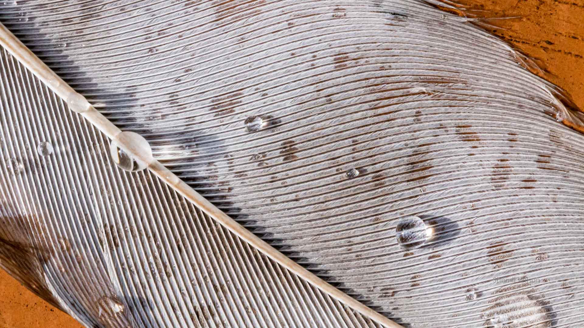 Macro shot of water drops on a feather