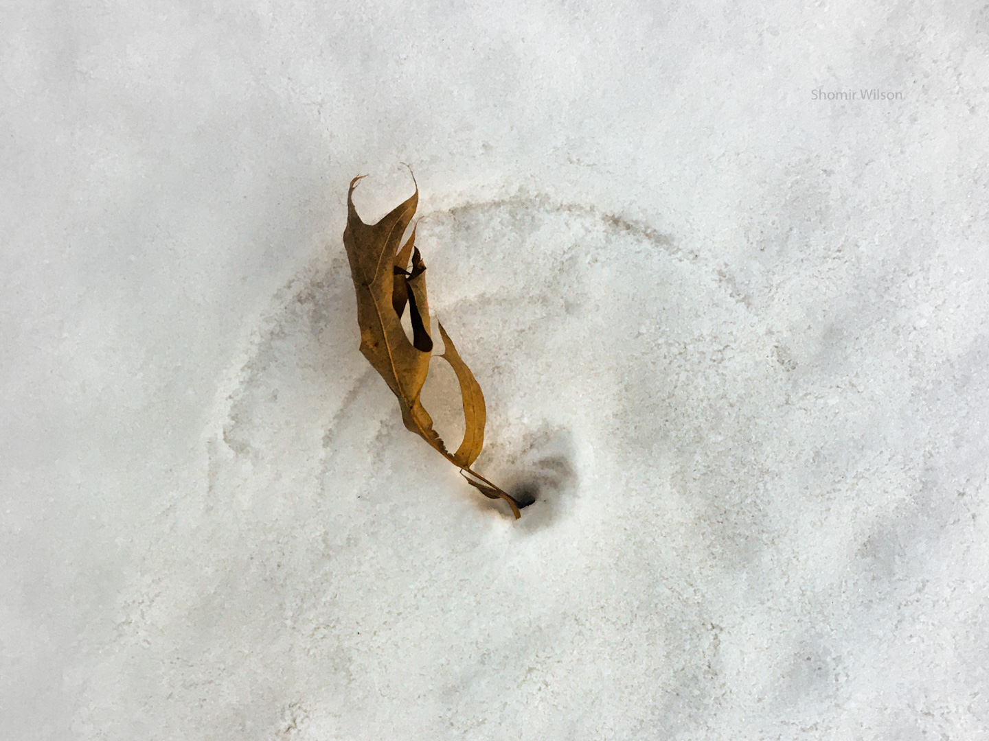 Leaf with its stem stuck in the snow and an arc of disturbed snow around it