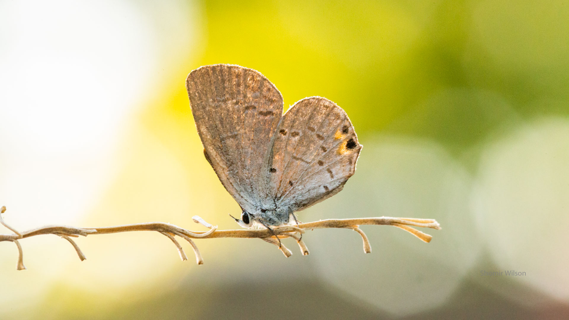 Small moth on a twig