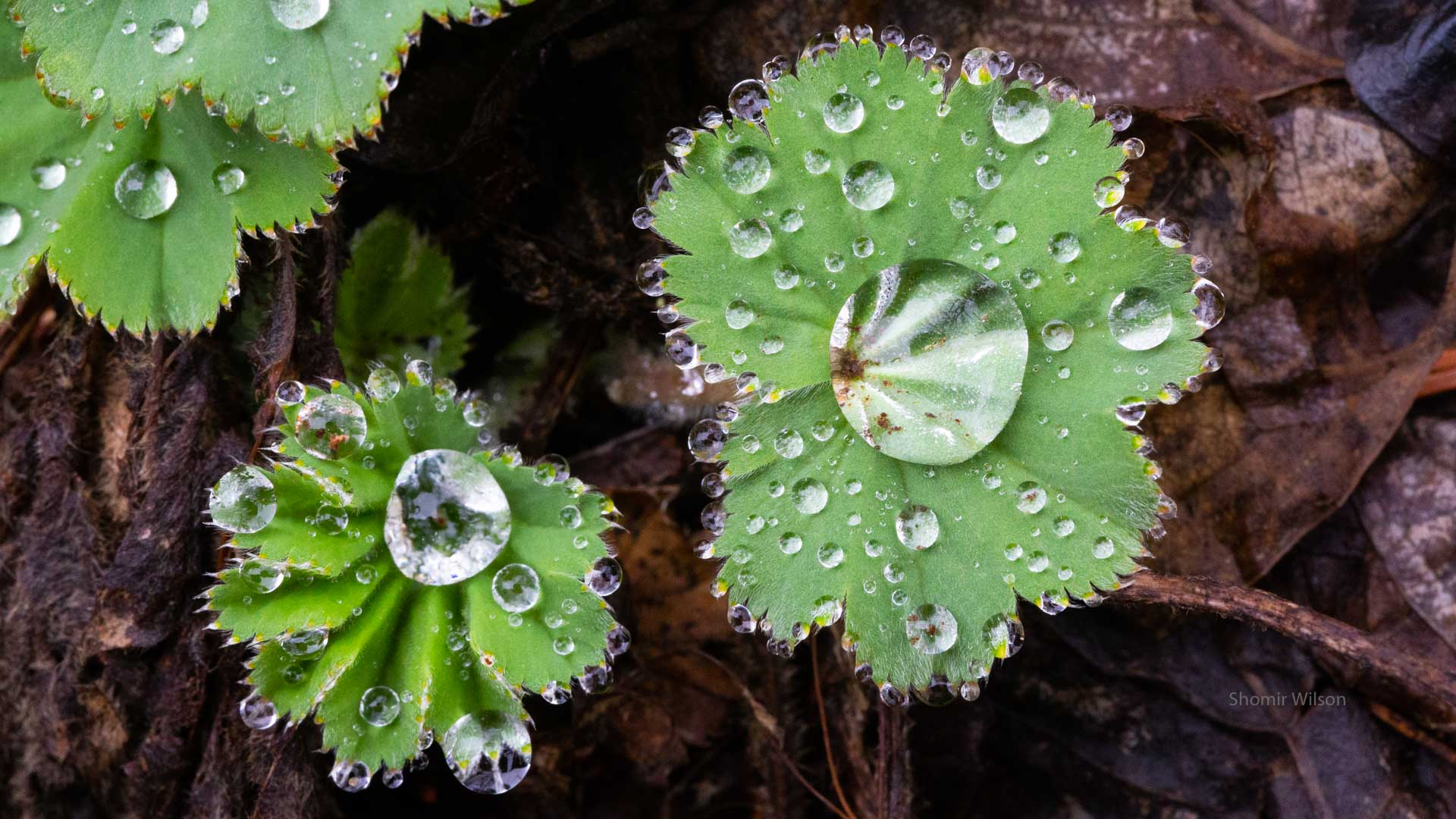 Raindrops on small pointy green leaves