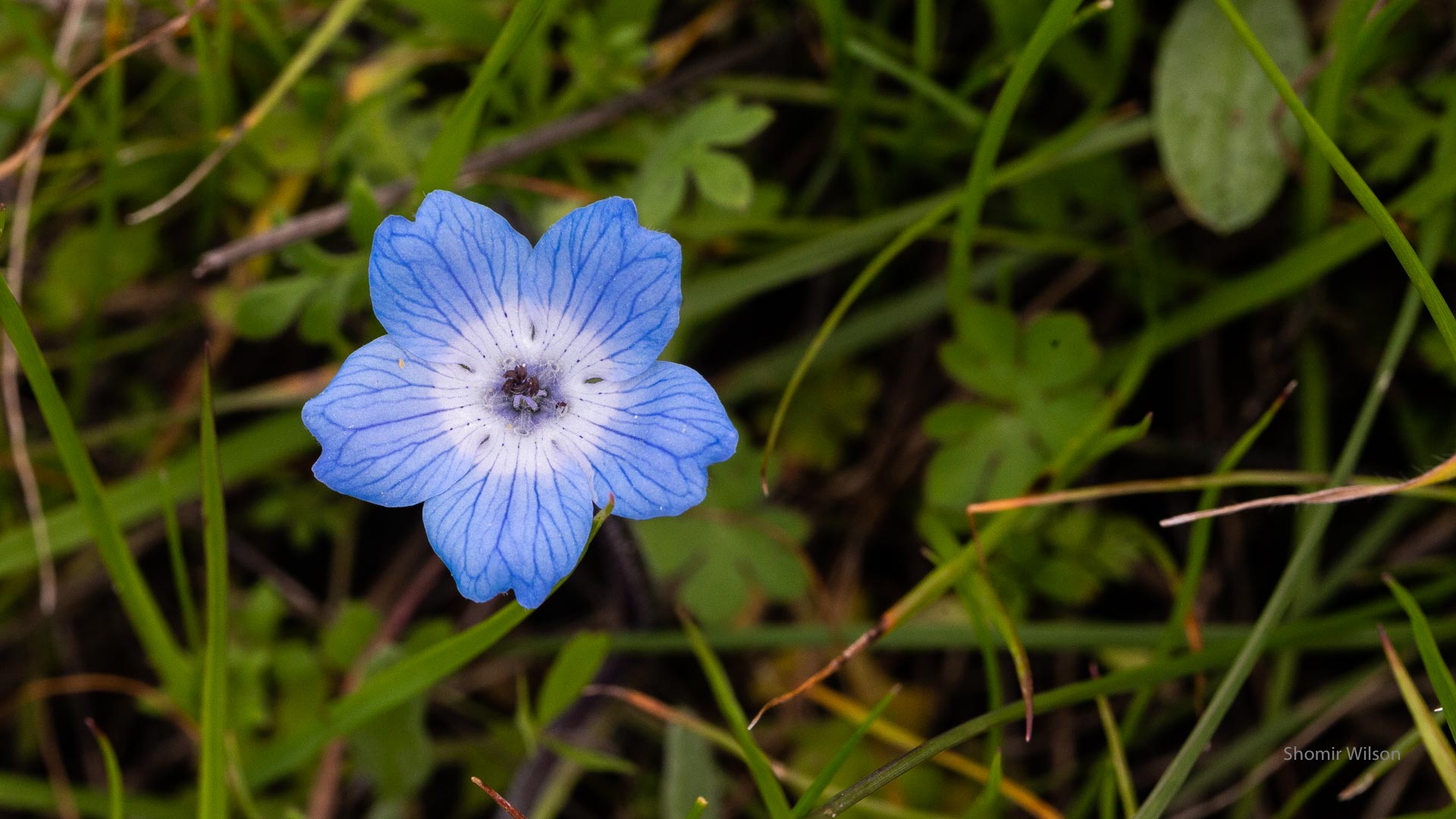 blue flower in grass