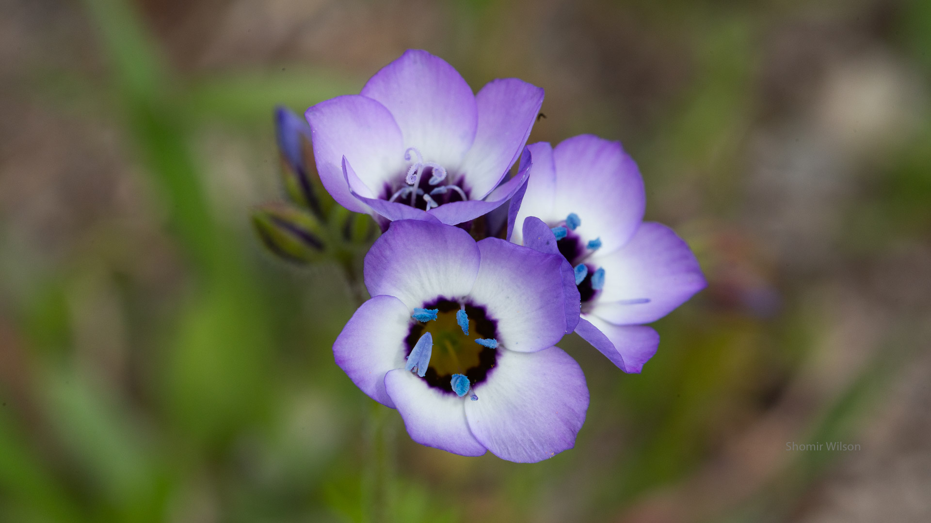 Three small bright purple flowers with bright blue anthers