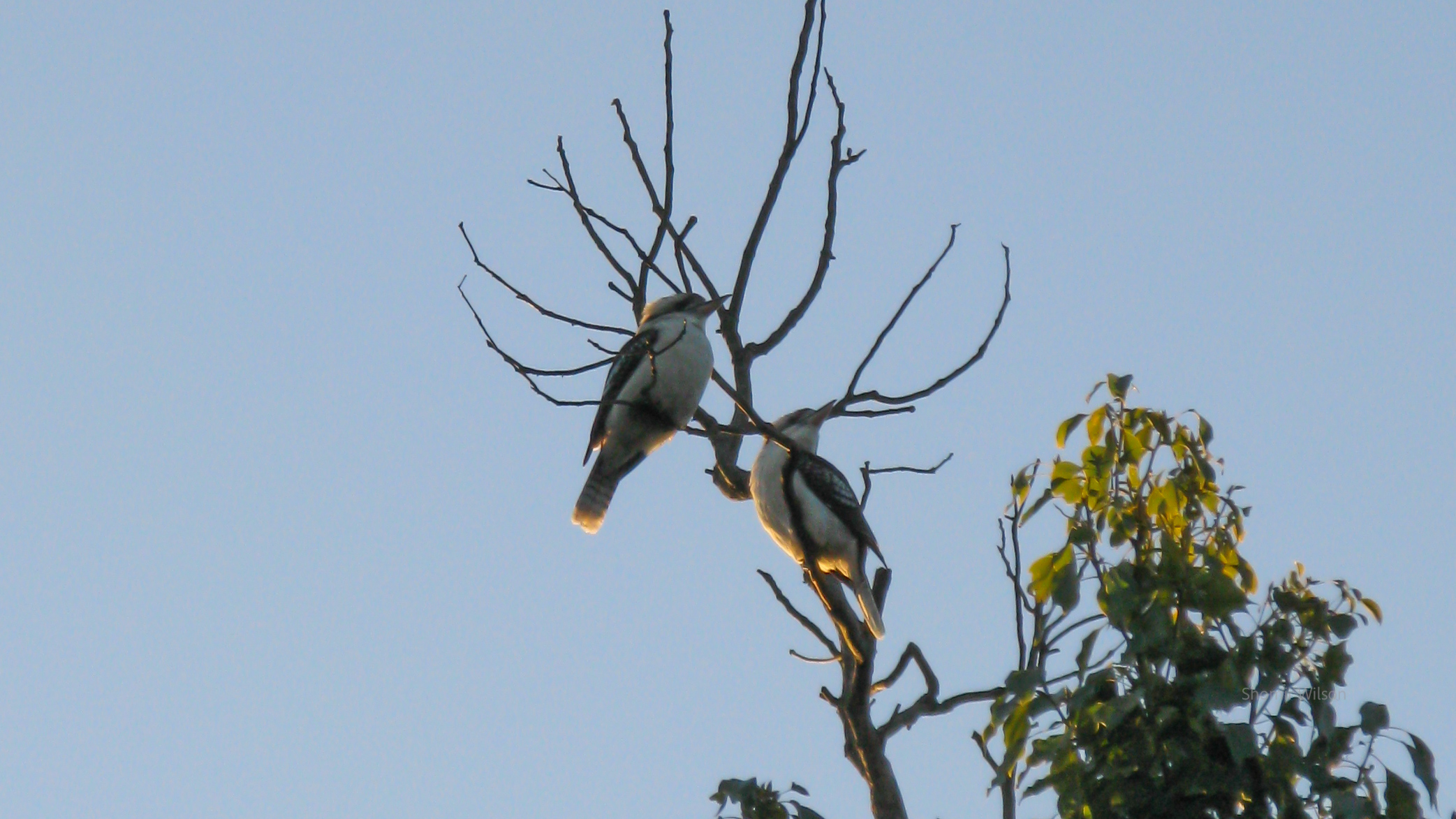 Two kookooburras high in the branches of a tree