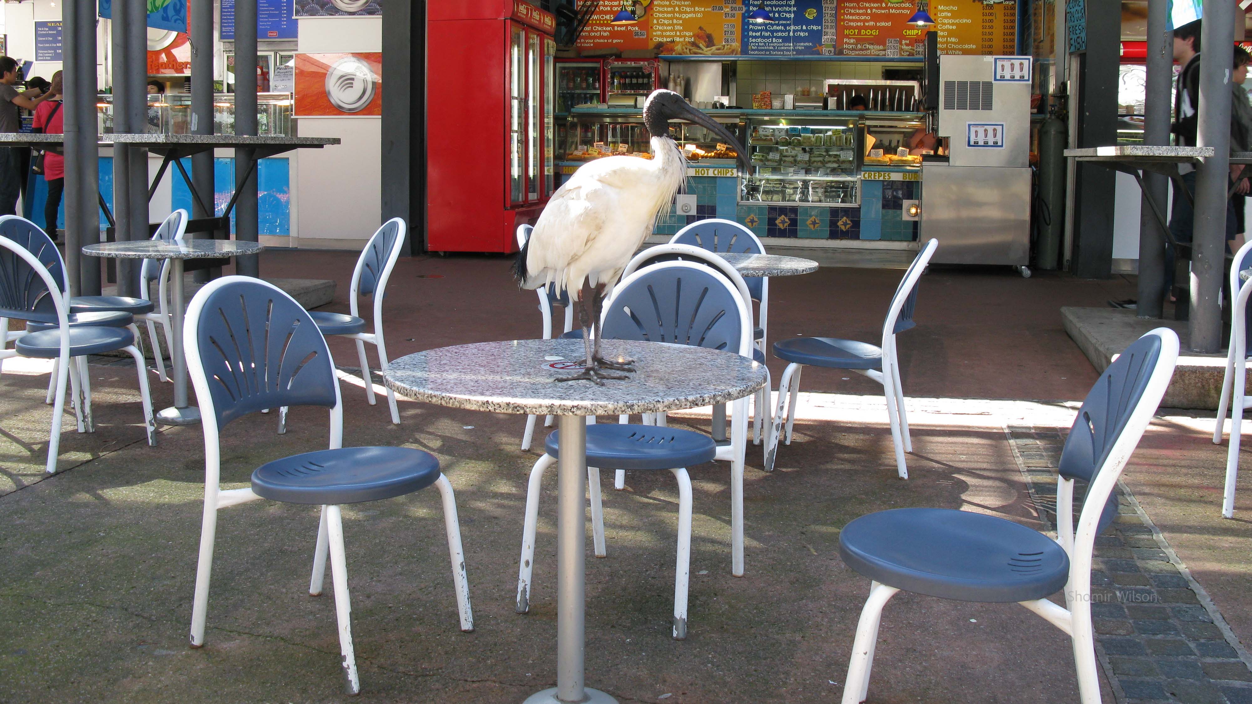 Australian white ibis standing atop a table at an outdoor cafe