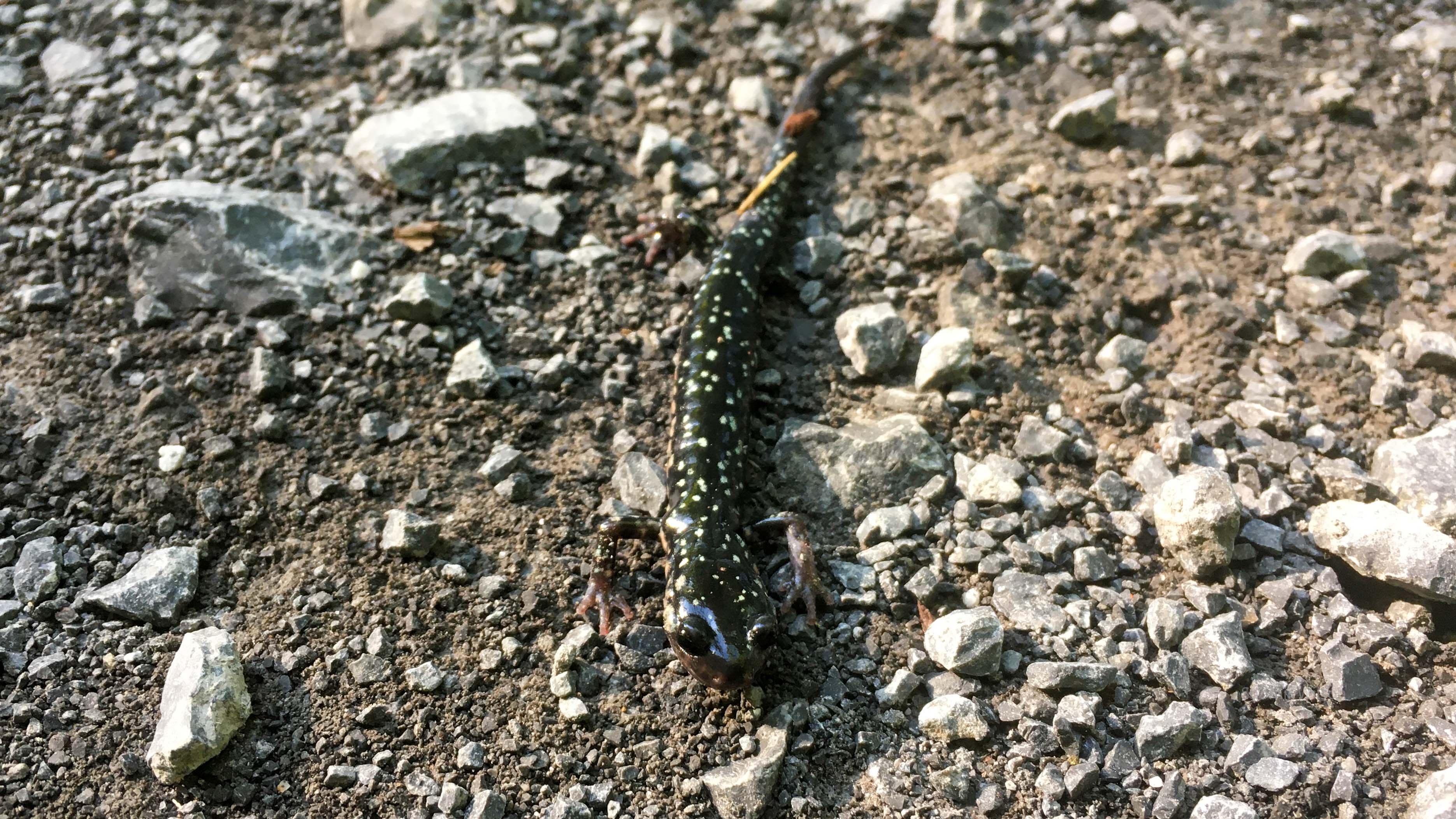 Black shiny salamander with yellow-green spots
