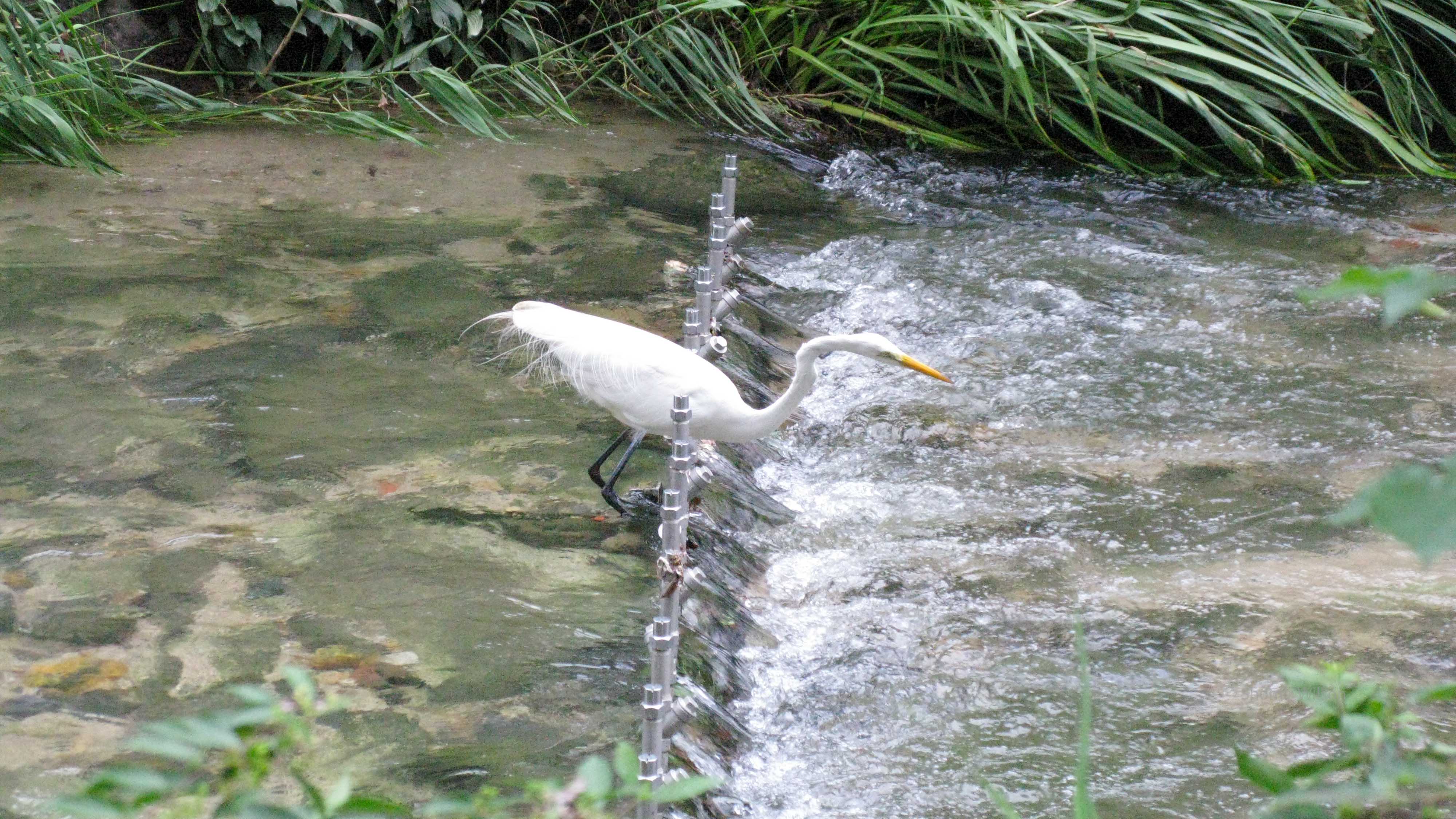 White ibis posed in a river over a short waterfall